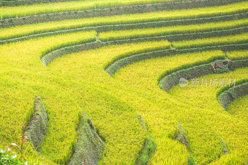 美丽的风景，绿色的稻田准备在越南西北部的梯田日落山在木仓寨，Yen Bai，越南